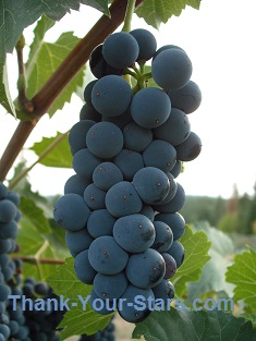 Blue Grapes