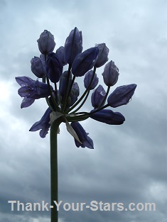 Blue Triteleia against Gray Clouds