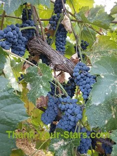 Blue Vineyard Grapes Ready for Harvest Blue Vineyard Grapes Ready for Harvest