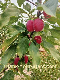 Branch of Crab Apples