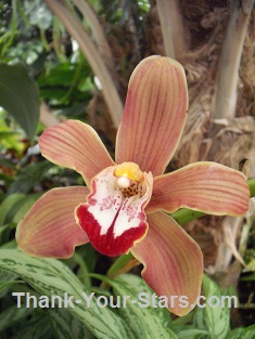 Brown Orchid