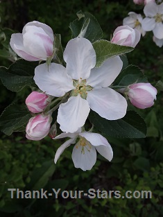 Christmas Apple Blossoms in May 2025