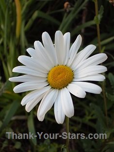 Daisy on Darker Background 235 x 313 Daisy on Darker Background 235 x 313
