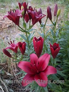 Dark Red Lilies in Mary's Garden