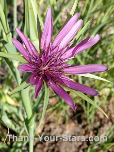 Domestic Purple Salsify Flower
