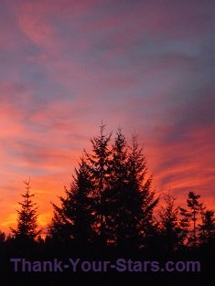 Evergreens and Fiery Sunset