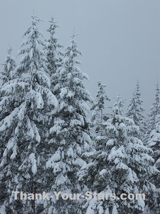 Evergreens in Snow and Gray