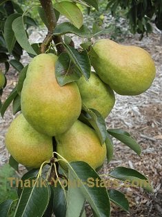 Five Ripening Pears