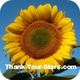 Thumbnail of bright yellow sunflower against dark blue sky