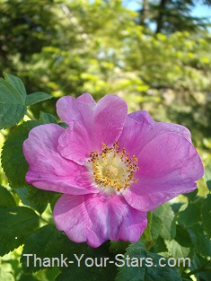 Fully Open Pink Wild Rose