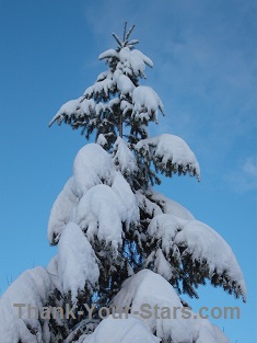 Heavy Snow on Single Young Evergreen Tree
