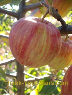 Smooth Red-Striped Honeycrisp Apples