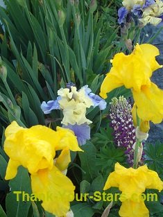 Irises and Lupine in Green Leaves