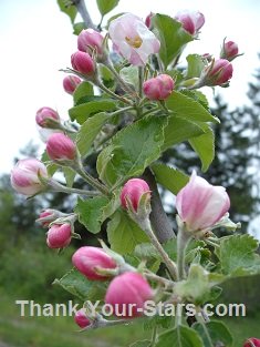Jonathan Apple Blossoms 235 x 313