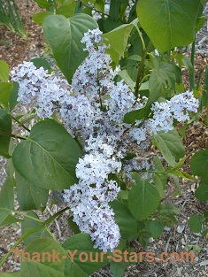 Lilacs in the Form of a Cross