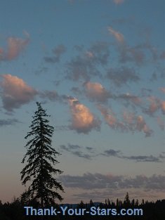 Lone Tree Silhouette and Bubbly Clouds after Sunset