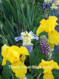 Mixed Flowers