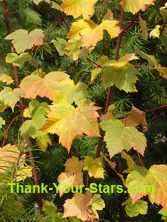 Mountain Maple Fall Colored Leaves among Red Fir Evergreen Branches