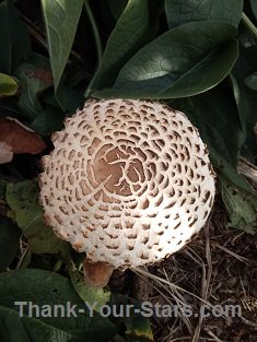 Nice Mushroom Top Pattern