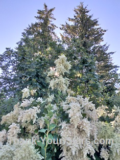 Ocean Spray Flowers and Evergreen Trees backlit by the Sun