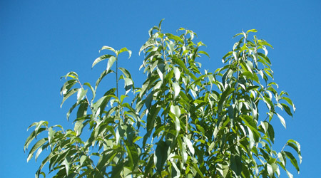 Picture of Peach Tree Leaves against blue sky Picture of Peach Tree Leaves against blue sky