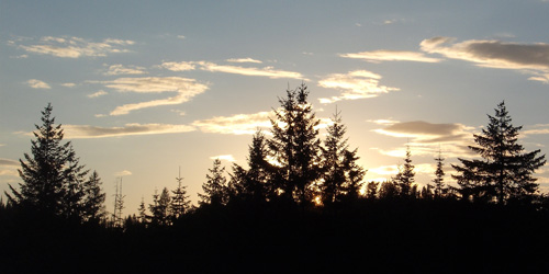 Golden sunset on the ridge, unique clouds, light coming through evergreen trees standing at different levels and distances like sentinels.