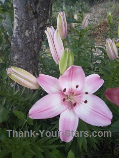 Pink Lilies in Mary's Garden