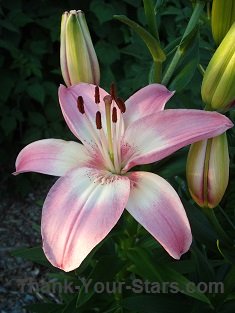 Pink Lily in Full Bloom - and 3 Lily Buds - in Mary's Garden