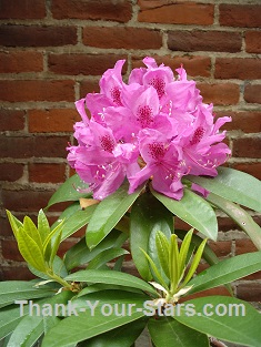 Pink Rhododendrum Plant by Brick Wall
