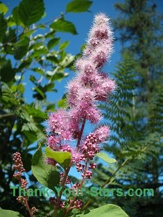 Pink Spirea against Forest and Blue Sky