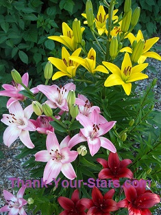 Pink Yellow and Red Lilies in Mary's Garden Pink Yellow and Red Lilies in Mary's Garden