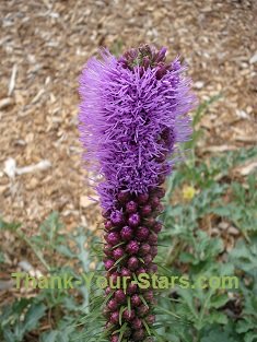 Purple Blazing Star in Mary's Garden