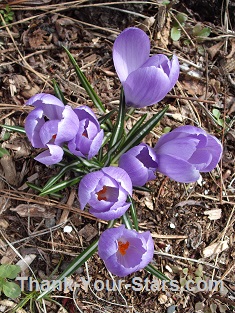 Purple Crocuses in the Form of a Cross