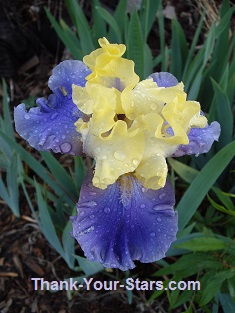 Raindrops on Yellow and Blue Iris