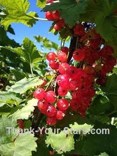 Bunch of Red Currants surrounded by Sunlit Leaves and Blue Sky