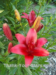 Red Lilies in Mary's Garden