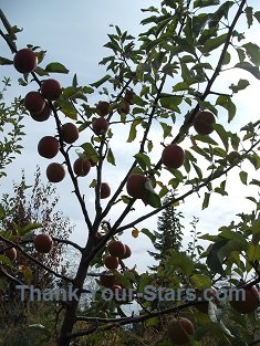 Ripe Jonathan Apples on Tree