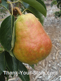 Ripening Pear with Red Blush on Tree Ripening Pear with Red Blush on Tree