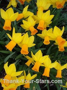 Small Daffodils in Full Bloom