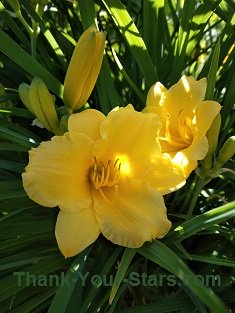 Stella d'Oro Day Lily in Full Bloom