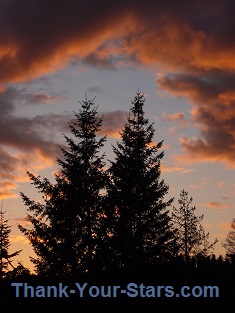 Sunset behind Trees