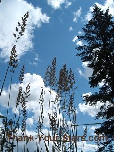 Tall Grass and Skyscape