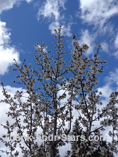 Top of Tree Almond Blossoms against Clouds and Blue Sky