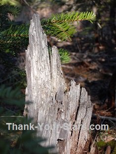 Old Tree Stump in Forest