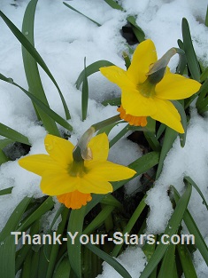 Two Daffodils in the Snow