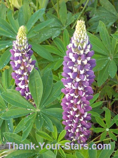 2 Purple Lupines