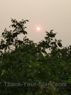 Walnut Tree and Sun on Smoky Day