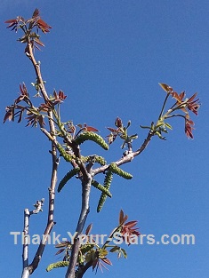 Walnut Tree in Spring