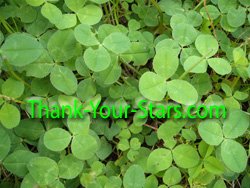 Photo Image of Wild 3-Leaf White Clover Leaves