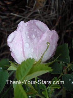 Wild Pink Rose with Raindrops